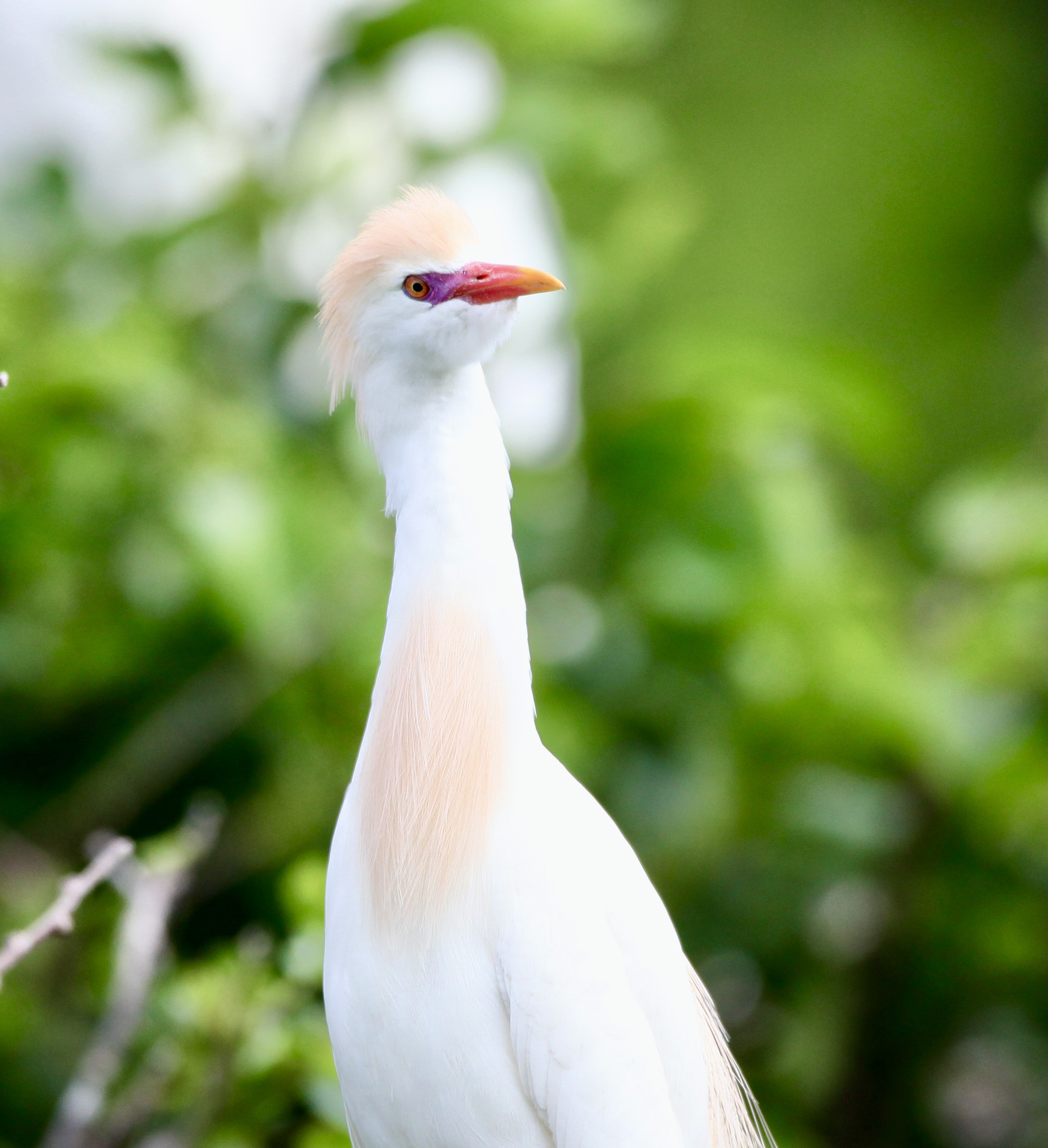 BE444D16-4232-4DAF-BB25-367850DC7DCA_1_201_a