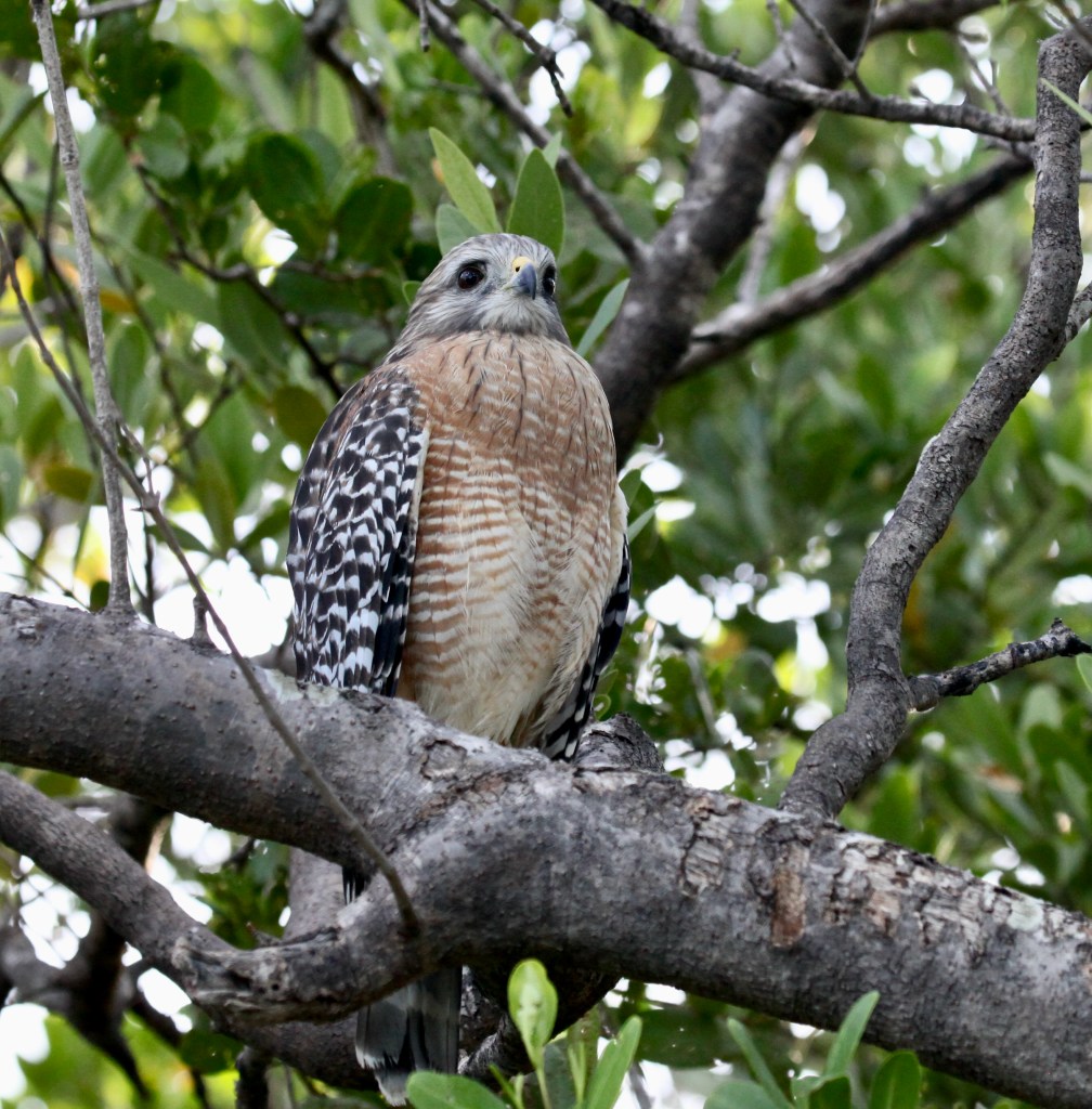 This image has an empty alt attribute; its file name is 7cdd166d-fd31-4902-810f-eb521849f500_1_201_a.jpeg