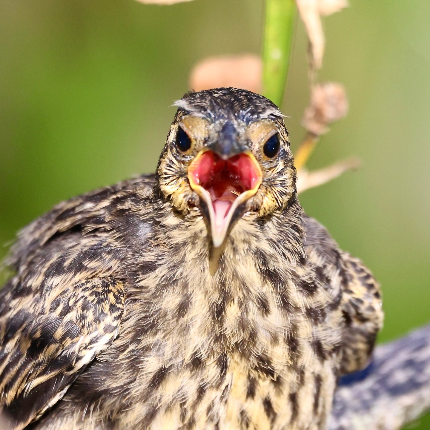 Baby Bird Days | Birder's Journey